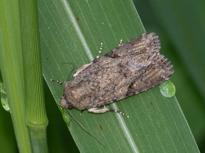 Spodoptera sp (Armyworm Moth).jpg